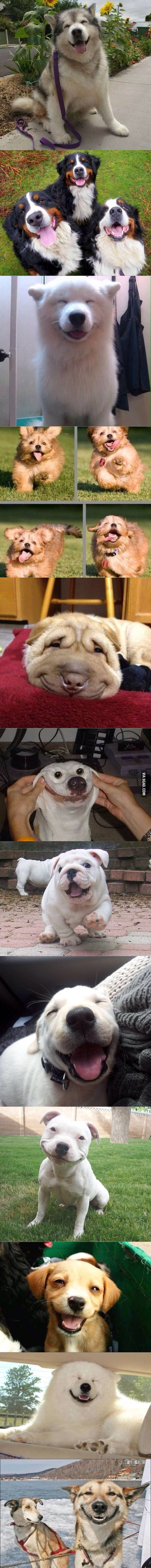 Smiling dogs